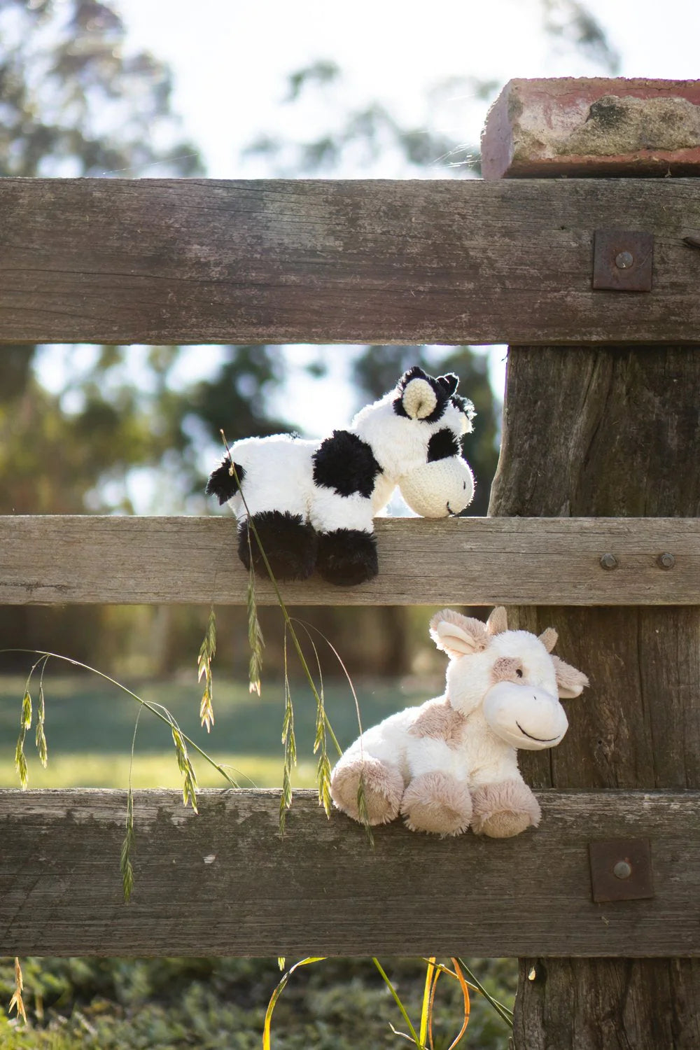 Coco The Cow - Black