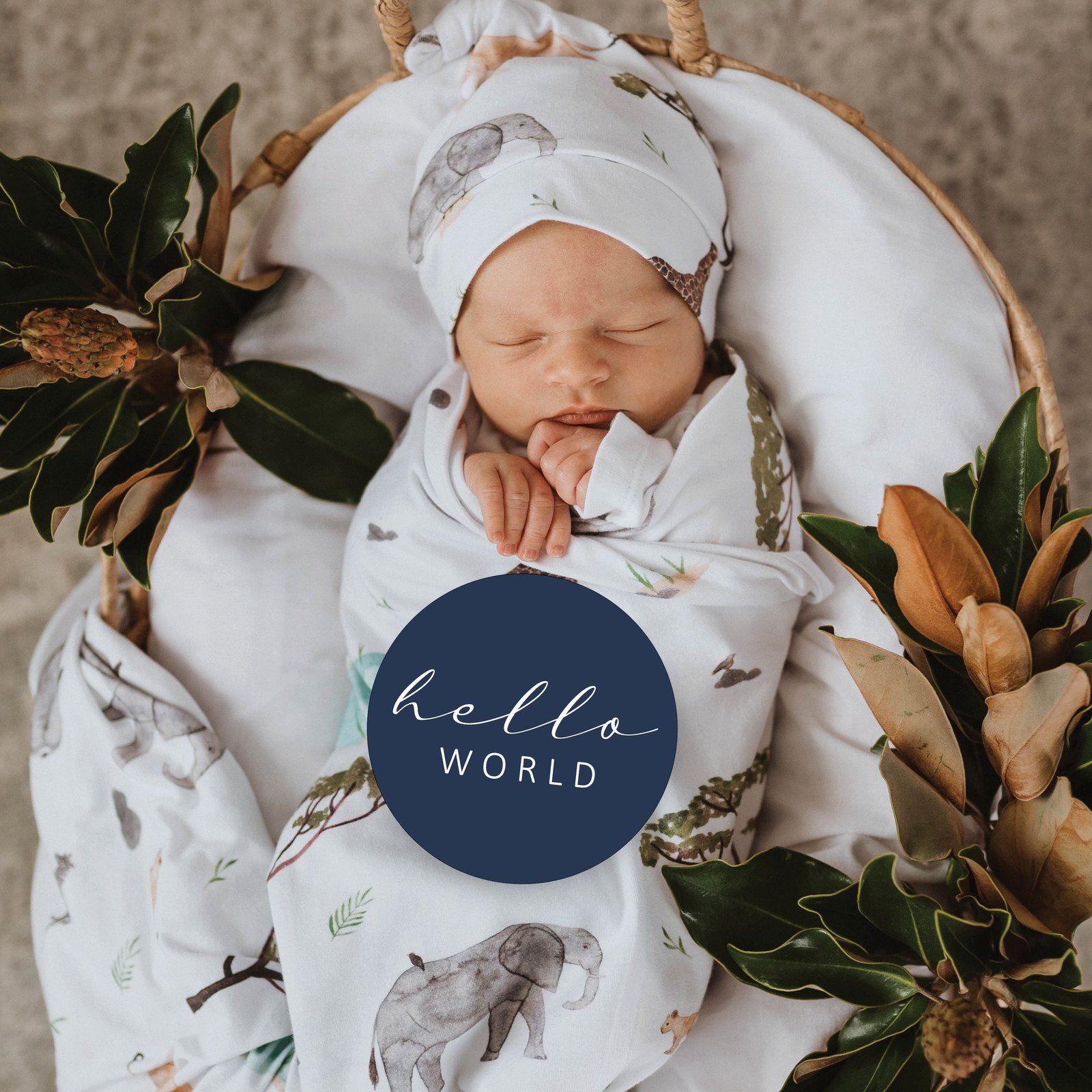 Milestone Cards Safari/Navy - Aster & Ruby